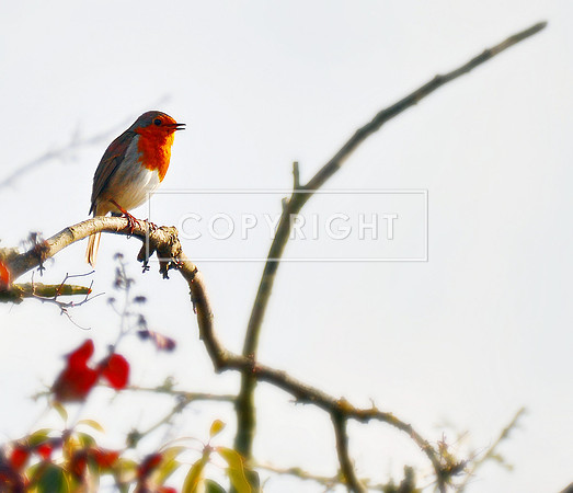 Nature Reserve - Robina_edited-1a_pe